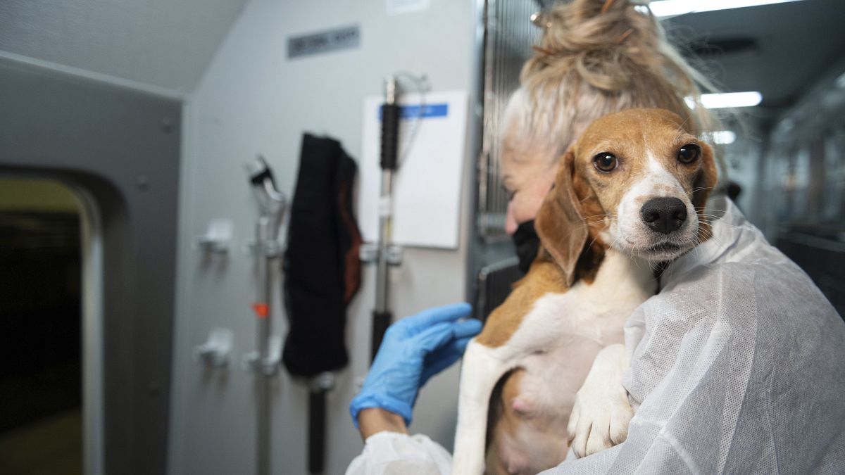 Beagle breeding agency fined €32 million in biggest ever penalty for animal welfare violations