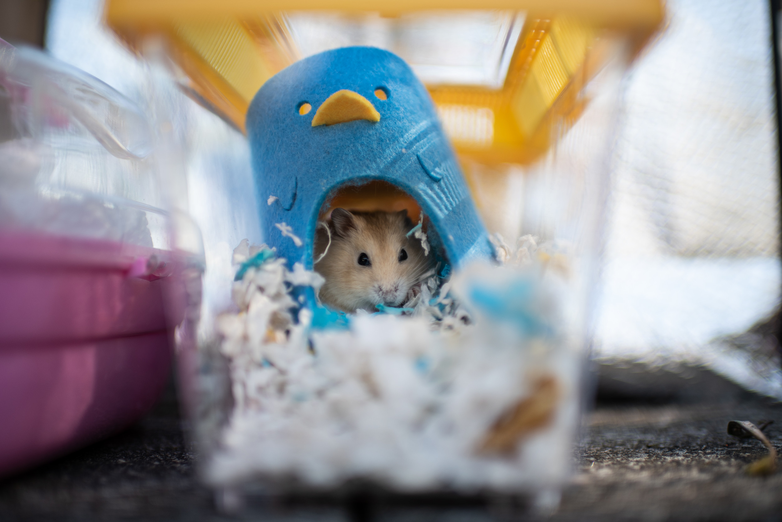 Pet Hamsters Are Being Set Free Forward of Big Cull to Cease COVID Unfold