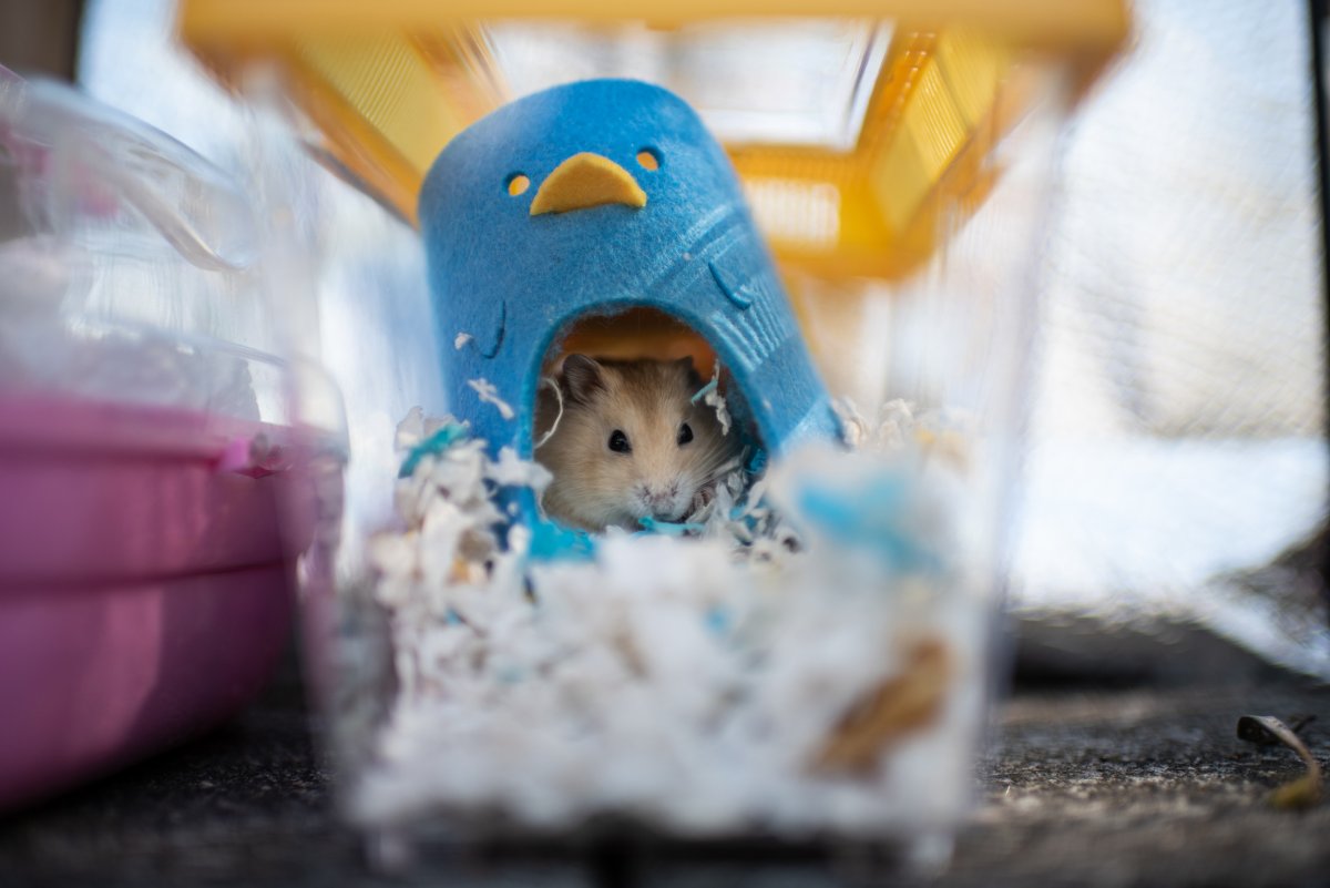 Hamster