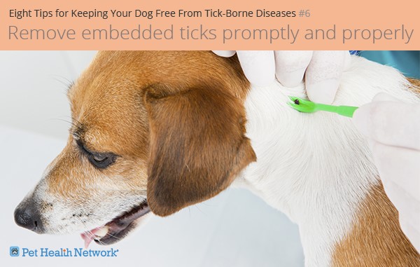 Eight Choices for Retaining Your Canine Free From Tick-Borne Sicknesses