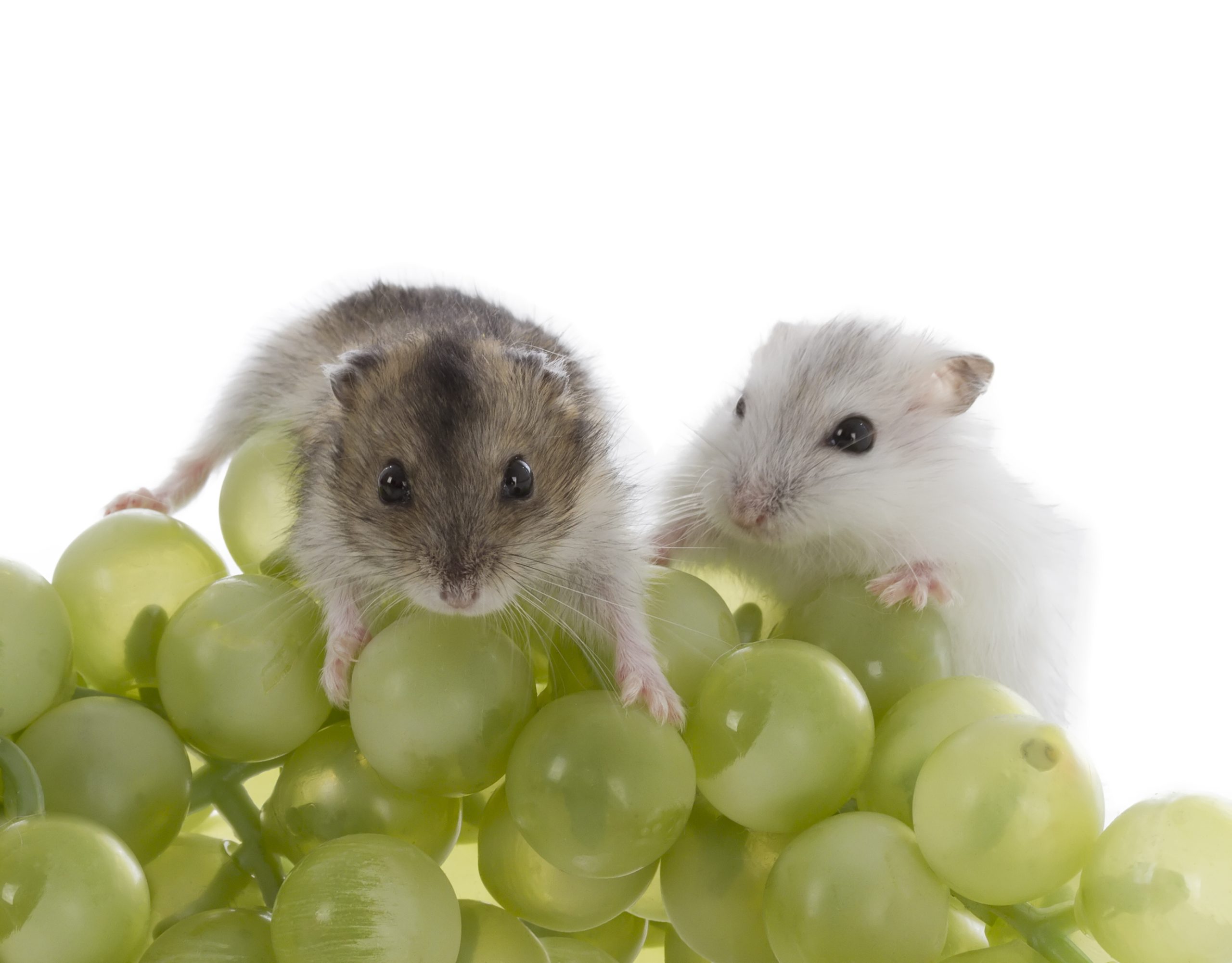 Can Hamsters Eat Grapes? All of the Fruits and Meals Your Pet Can (and Cannot) Eat