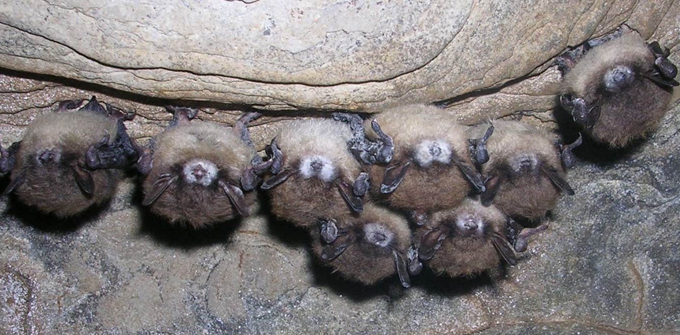 White nostril syndrome is killing a whole lot of 1000’s of bats by means of a contagious fungus – proper right here’s  stop it