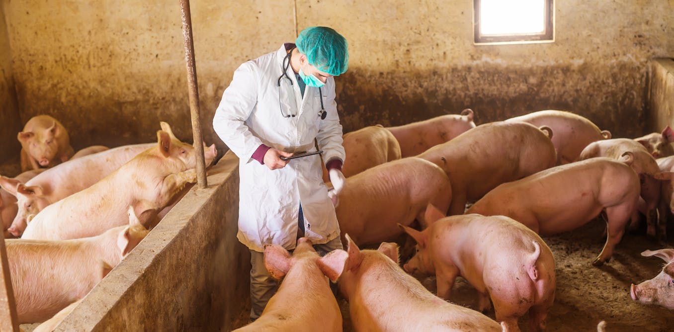 Vaccines using mRNA can defend livestock in the direction of illnesses standard ones may not – and there are safeguards to verify they gained’t end up in your meals