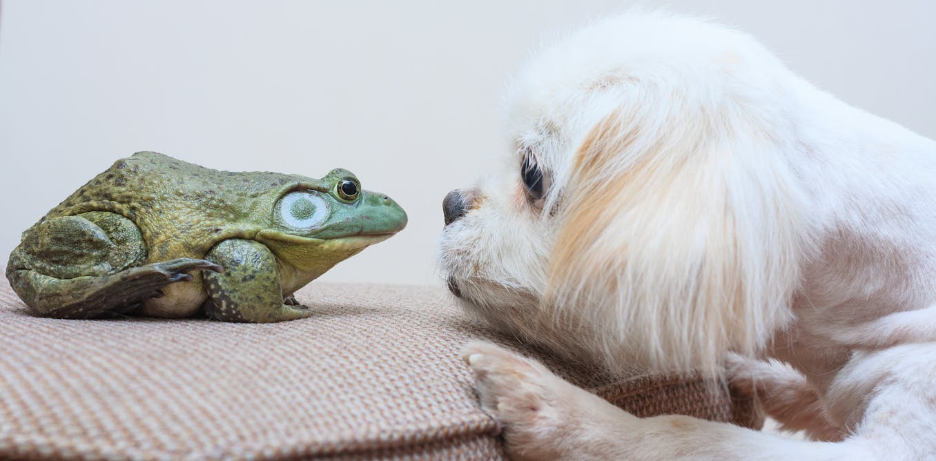 Teaching an animal? An ethicist explains how and why your canine − nonetheless not your frog − will likely be punished