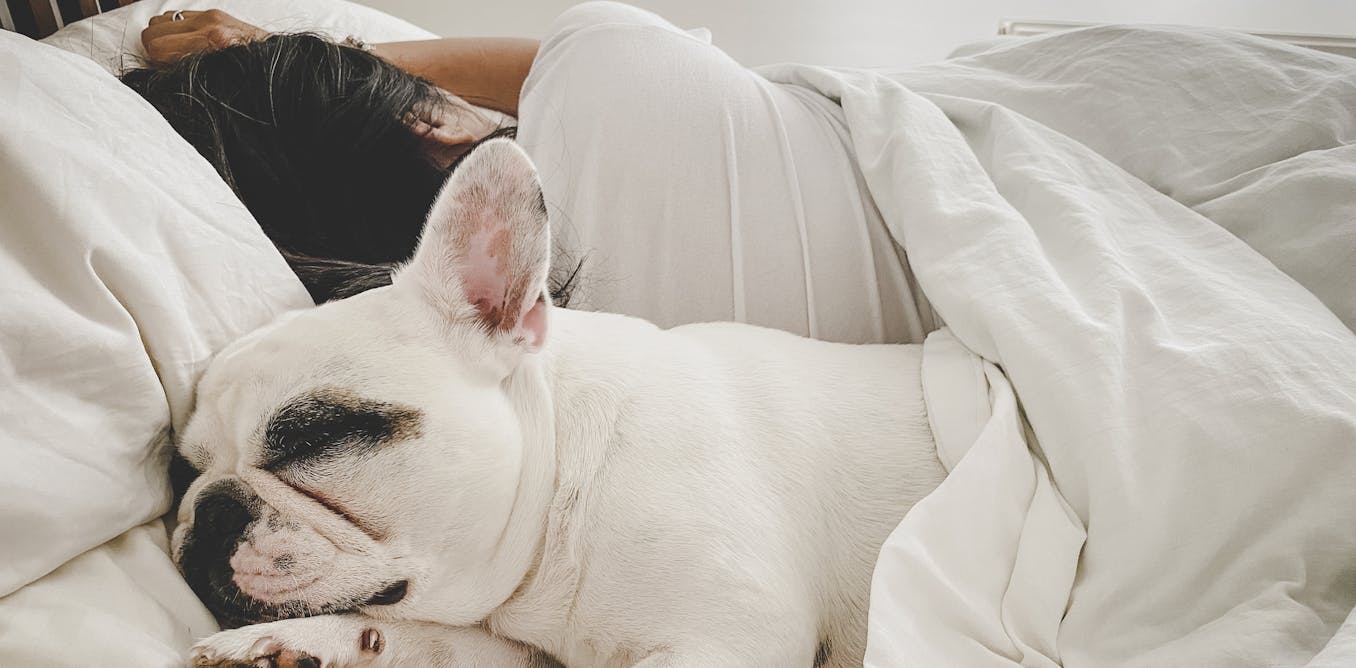 Might sharing a mattress room collectively collectively together with your pets be preserving you from getting an superior evening time time’s sleep?