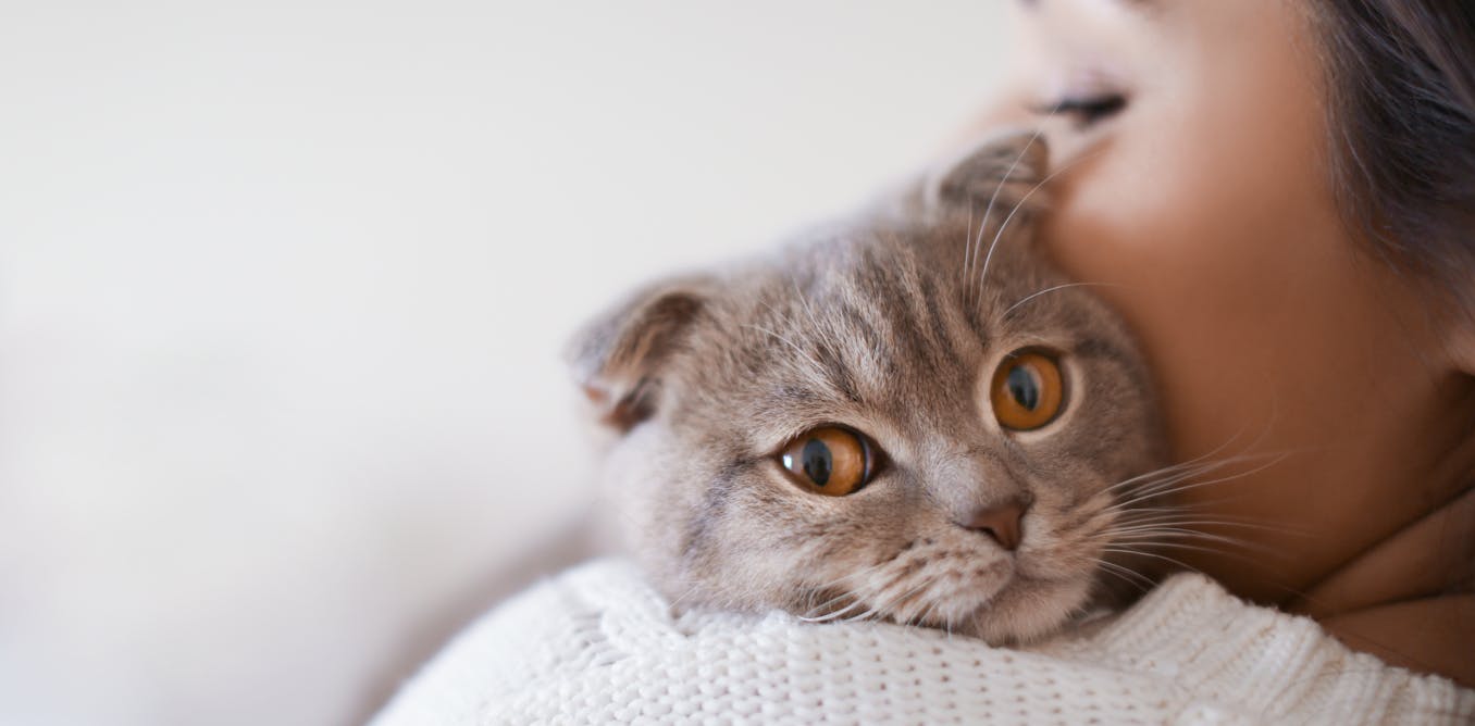 Why cats meow at people increased than one another