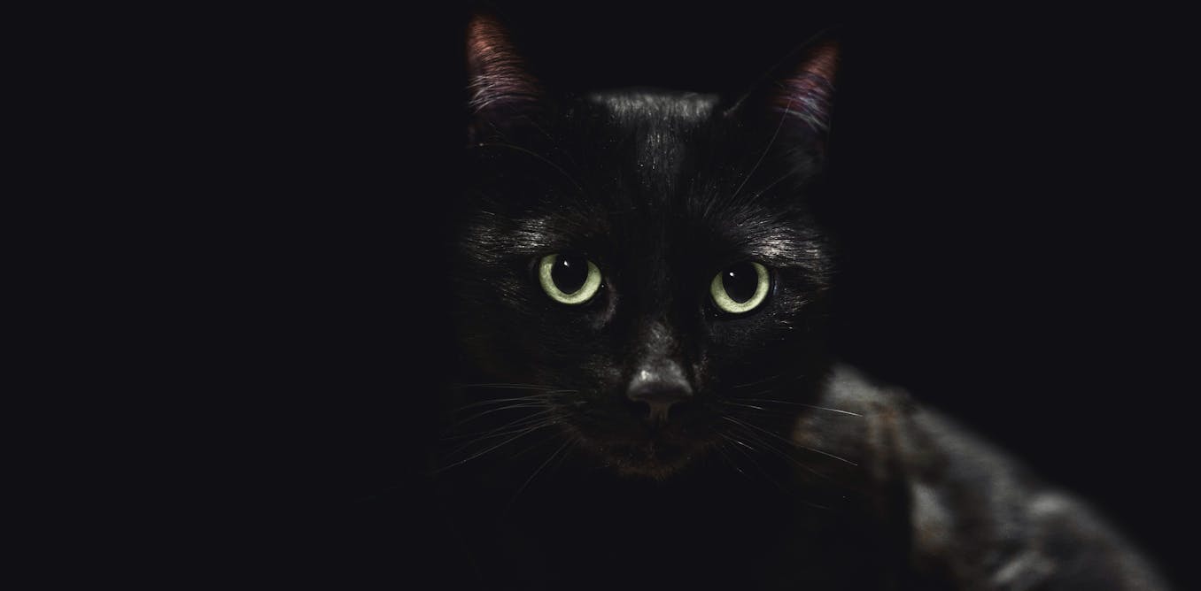 Animals which is likely to be all black or all white have reputations primarily based totally on superstition − biases which have precise outcomes