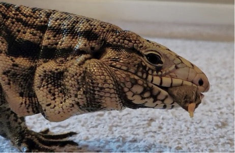 Tegu eating Reptilink Feeding