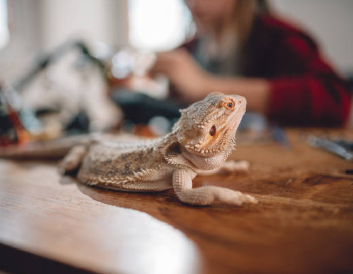 How one can Create a Secure Reptile Room – Reptilinks