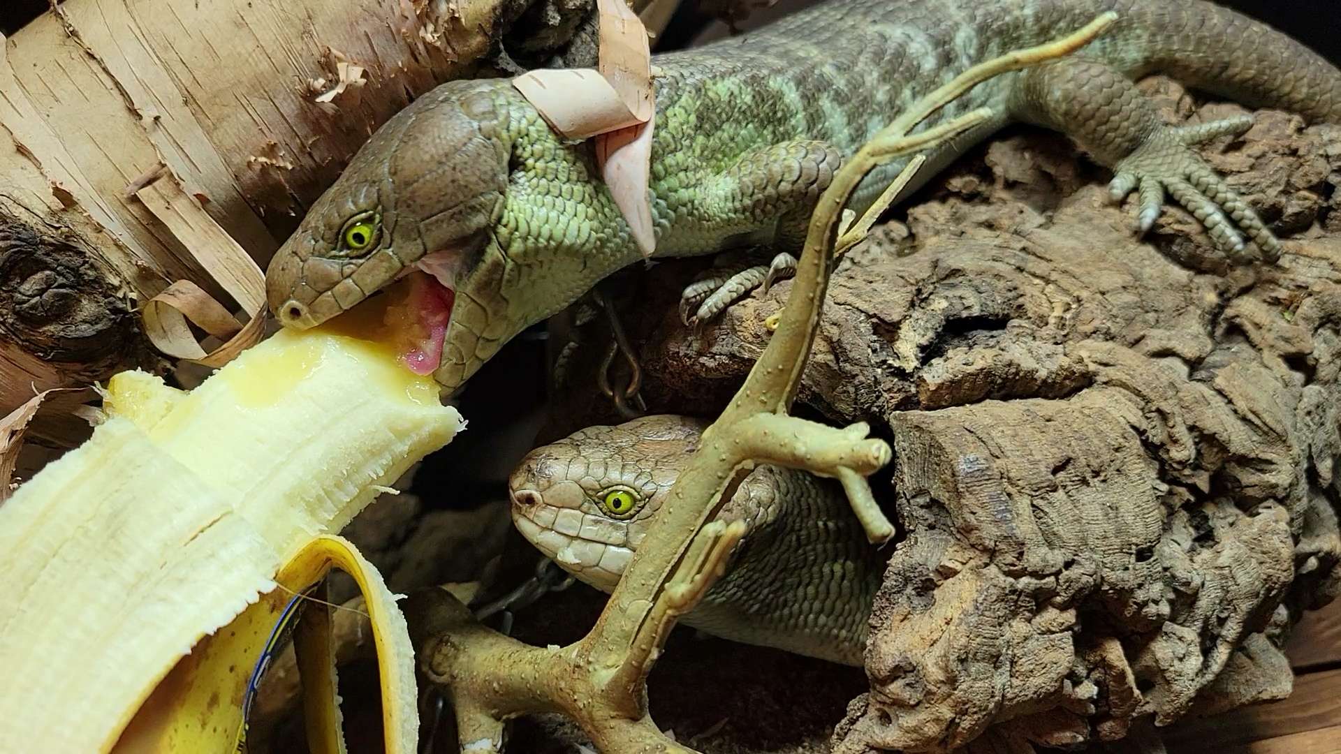 Methods to Get Your Choosy Animal to Eat – Reptilinks