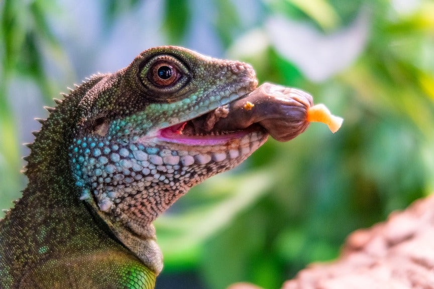 Understanding Vitamins for Reptiles – Reptilinks